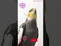 Monty The Naughty Cockatiel's weekly moments. ❤️❤️part 51❤️❤️ #monty #viral