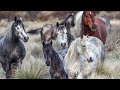 Brumby Horses: All About Australia’s Feral Horses