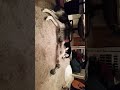 Malamute struggles to cope with weight problem