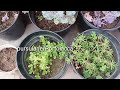 पूरी गर्मी तेज घूप में चलने वाले 22+ Permanent Hardy Succulents Plant Name || Succulent Plant