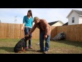 How To Stop A Dog's Fear Of Strangers  | Training A Fearful Dog
