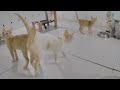 😹 Cute and funny animals video compilation 🐱😹 Best Funny Catss 2024 😂