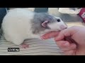 Fascinating Behaviors of Pet Rats Explored & Explained