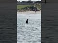 Giant Hammerhead Shark Spotted Near Cape Lookout, NC!