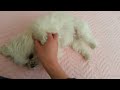 Playing with a Maltese, very cute!