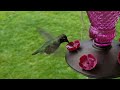 Anna's Hummingbird 1080p