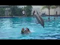 Dolphin Encounter | Swim with Dolphins!