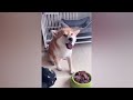 New Funny Animals 😂 Funniest Cats and Dogs Videos 😺🐶 Part 5