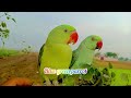Parrot talking Vlog🦜😘 Video || Beautiful😍✨❤ parrot talking❤🦜