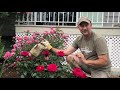 Summer Planting a Rose Bush