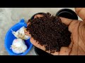 সৌদি খেজুরের বীজ থেকে চারা উৎপাদন || how to grow date tree from seeds || বীজ থেকে চারা উৎপাদন