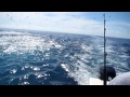 Panama Fishing Tuna Frenzy Madness!