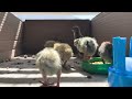 Fluffy Flappy Bits.  5 mins of baby quail chicks.