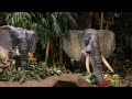 Rain Forest Cafe Elephants Ikspiari Tokyo Disney Resort