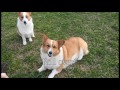 How to Care for a Corgi