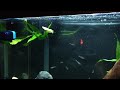 29 Gallon Aquarium Community Tank!!