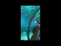 Massive Aquarium with under water tunnel video