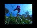 Bearded Iris Blooming - Time Lapse