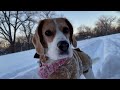 ❄️ Cute beagle's first time sledding ❄️🛷