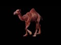 Camel Walking (Blender Animation)