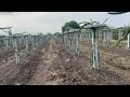 ￼ Dragon fruit Farm flowering one year old plant ￼