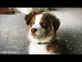 Relaxing music that dogs like💖🐶 Sleep music, Separation Anxiety Music, Relax your dogs