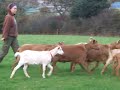 Golden Guernsey goats going for milking