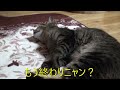 【至福】マッサージが物足りないジロウくん　Jiro is not satisfied with the massage.