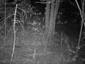 March 12th 2012 trail cam 1030pm 4 does 1 fawn.mpg