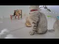 😻 Funniest Cats and Dogs 🐕🐱 Best Funny Video Compilation 😂😂