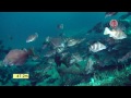 Underwater video of the wreck of the hospital ship Warilda, torpedoed in the English Channel.