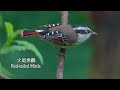 火尾希鶥/Red-tailed Minla