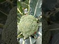 Harvesting Broccoli #harvest #harvesting #broccoli #cutting #vegetables #shorts