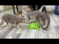 Try Not To Laugh 😂 Funniest Cats and Dogs 2024 😹🐶 Part 38