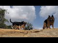 German Shepherds having fun at the lake.  💥Ranger so majestic💥 he is a beast.