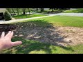 Zoysia Grass Seed Video 10.  It’s alive for season 2