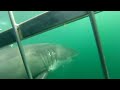 Shark Diving with African Shark Eco-Charters