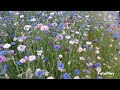 BEAUTIFUL CORN FLOWERS (Centaurea Cyanus)....SEOUL KOREA 🇰🇷