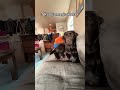 DOGS Who Fail At Being Dogs🤣