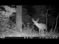 Bucks checking out the area