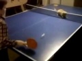 Animals playing Table Tennis.
