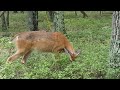 Small Spiker Whitetail Deer