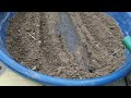गर्मी में धनिया घर पर कैसे उगाएं? how to grow coriander at home
