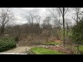 Slow motion maple tree fall