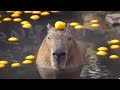 Capybaras chilling in a hot spring but with Lavaridge Town music