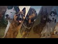 10 INSANE RUSSIAN DOG BREEDS
