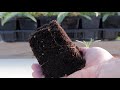 Grow Lavender from Cuttings