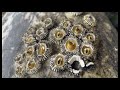 Gray whale barnacles