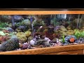 South American Cichlid tank update, plus Aqueon canister filter review.