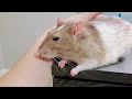 The 7 Hidden Signs That Your Rat Loves & Trusts You